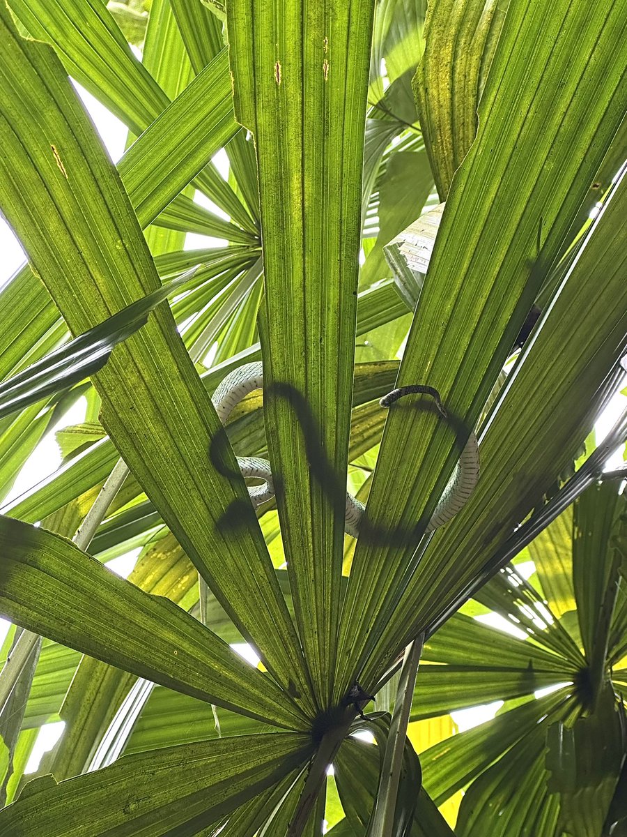 incidental naturalist tweet media