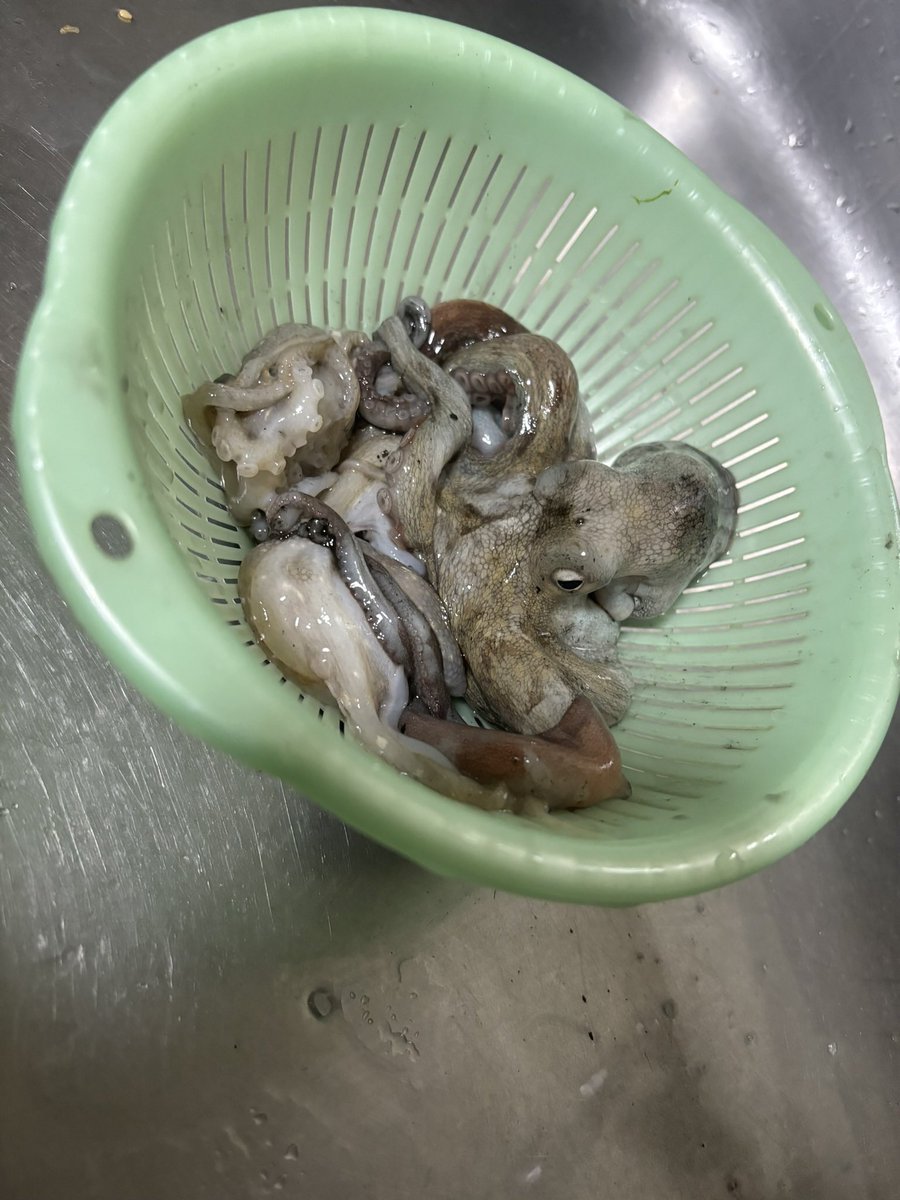 izu_ken's tweet photo. #ティップラン
#サワラキャスティング
#飯蛸 https://t.co/LSovugXRve