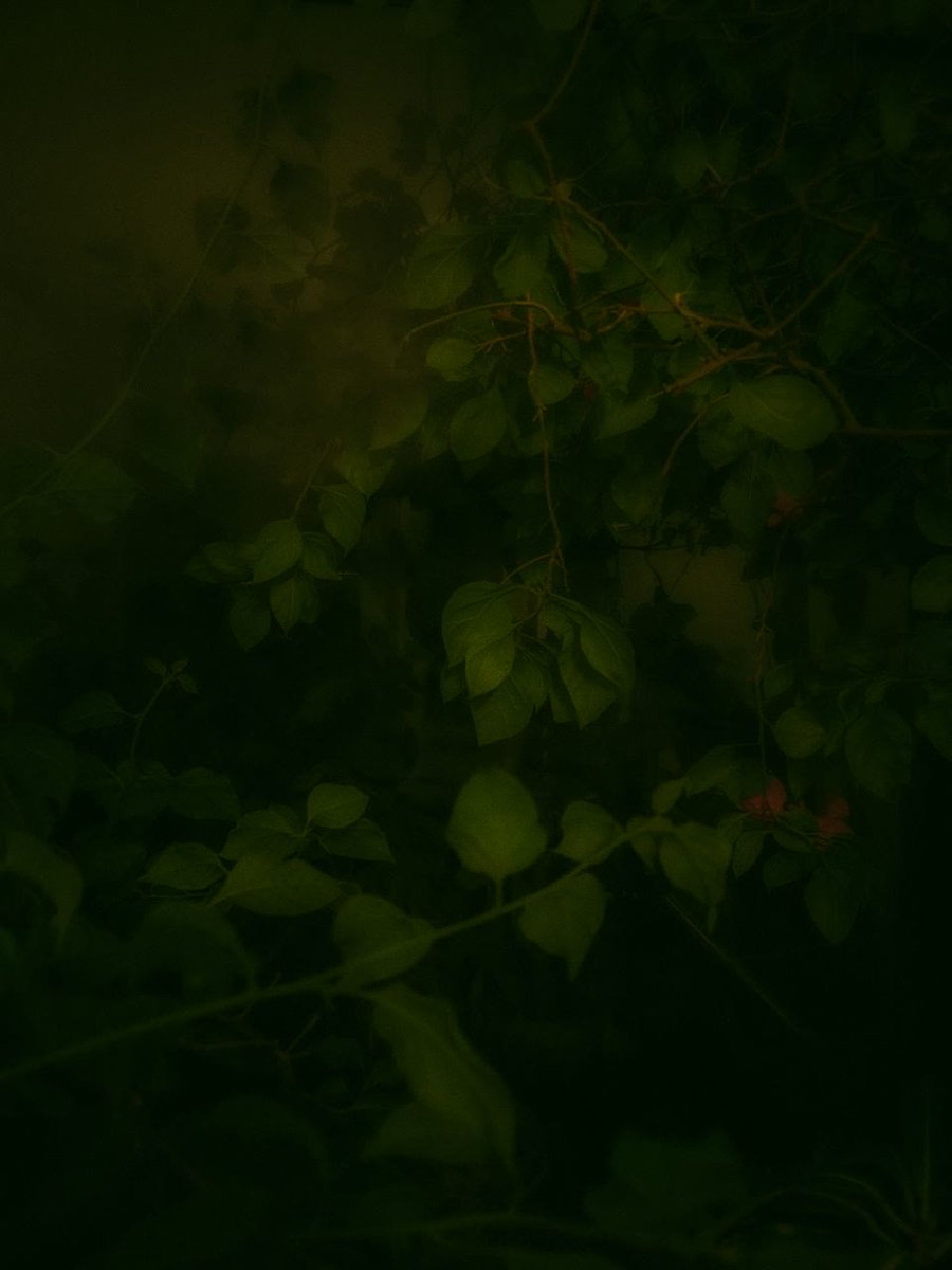 Drawoio's tweet photo. I do photography 🍀 https://t.co/CJOjdzLKoY