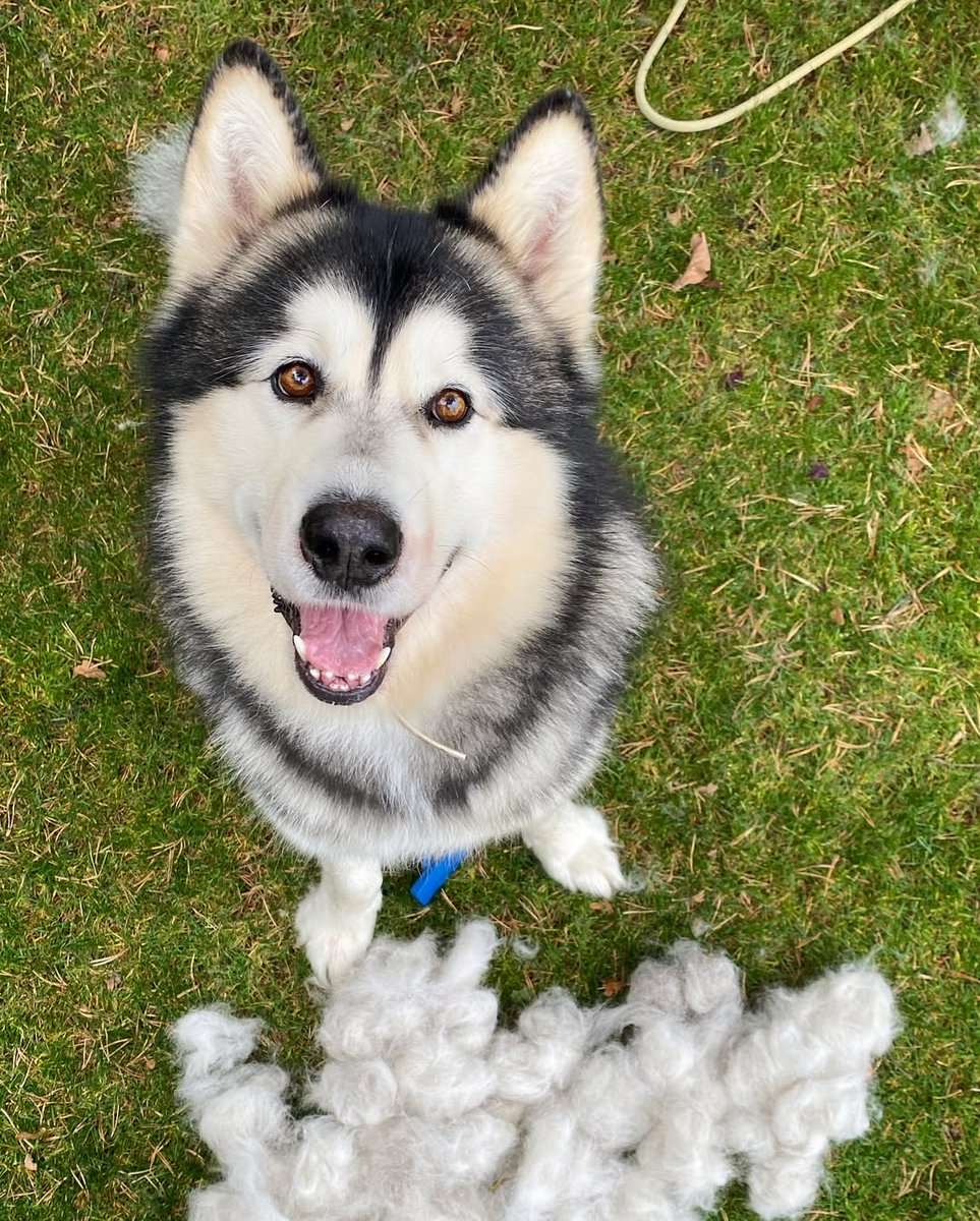 Jordan Alaskan Malamute 🐺🇦🇩 tweet media