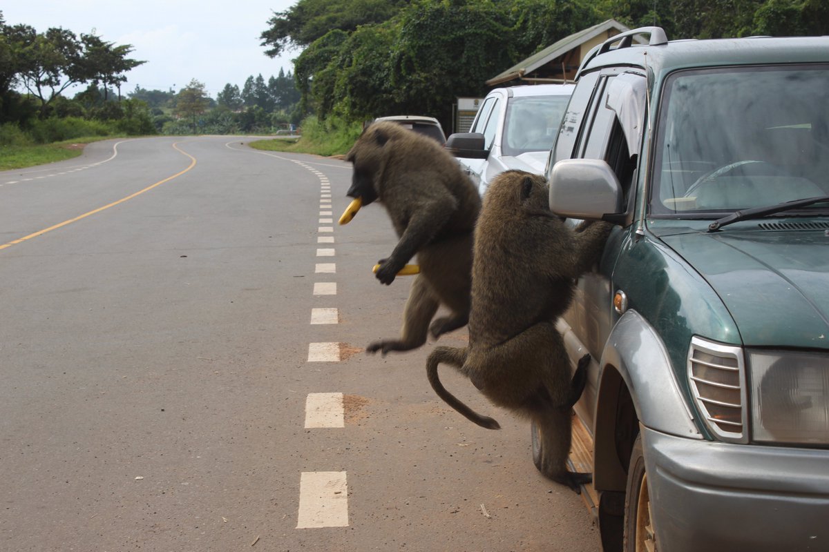 beckersempebwa's tweet image. Avoid leaving your car windows open while entering any park we were robbed.