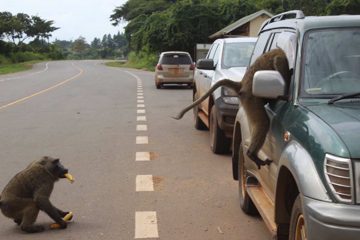 beckersempebwa's tweet image. Avoid leaving your car windows open while entering any park we were robbed.