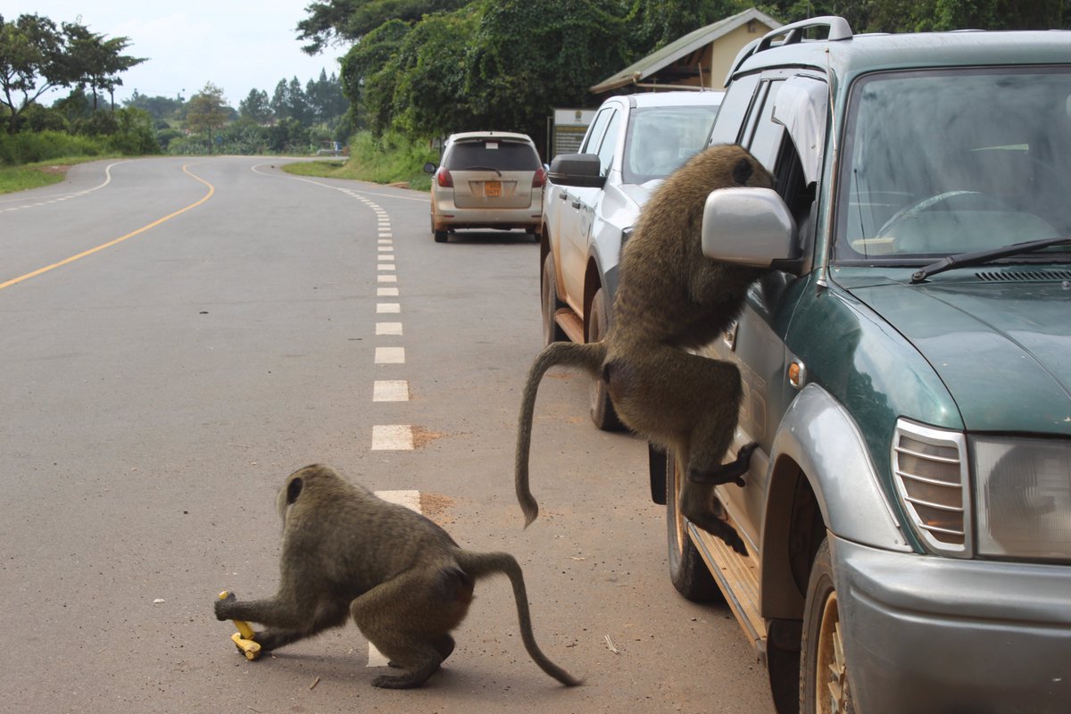 beckersempebwa's tweet image. Avoid leaving your car windows open while entering any park we were robbed.