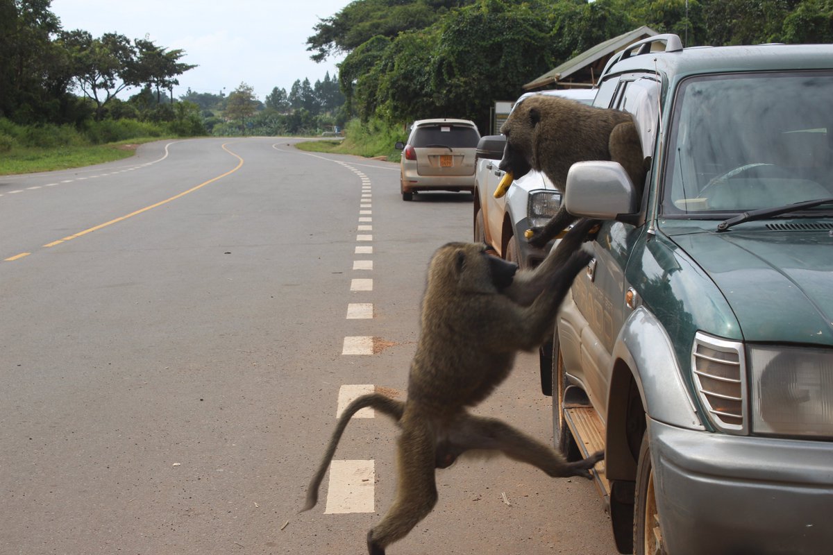 beckersempebwa's tweet image. Avoid leaving your car windows open while entering any park we were robbed.
