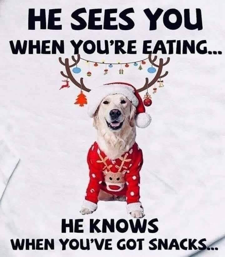 Heckin Good Dogs (@heckingooddogs) on Twitter photo 