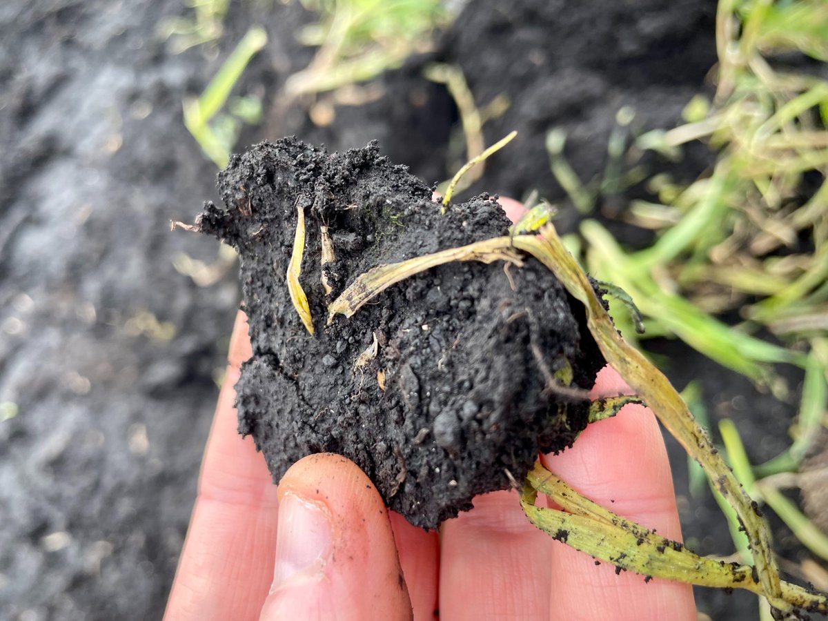 NouriSol tweet media