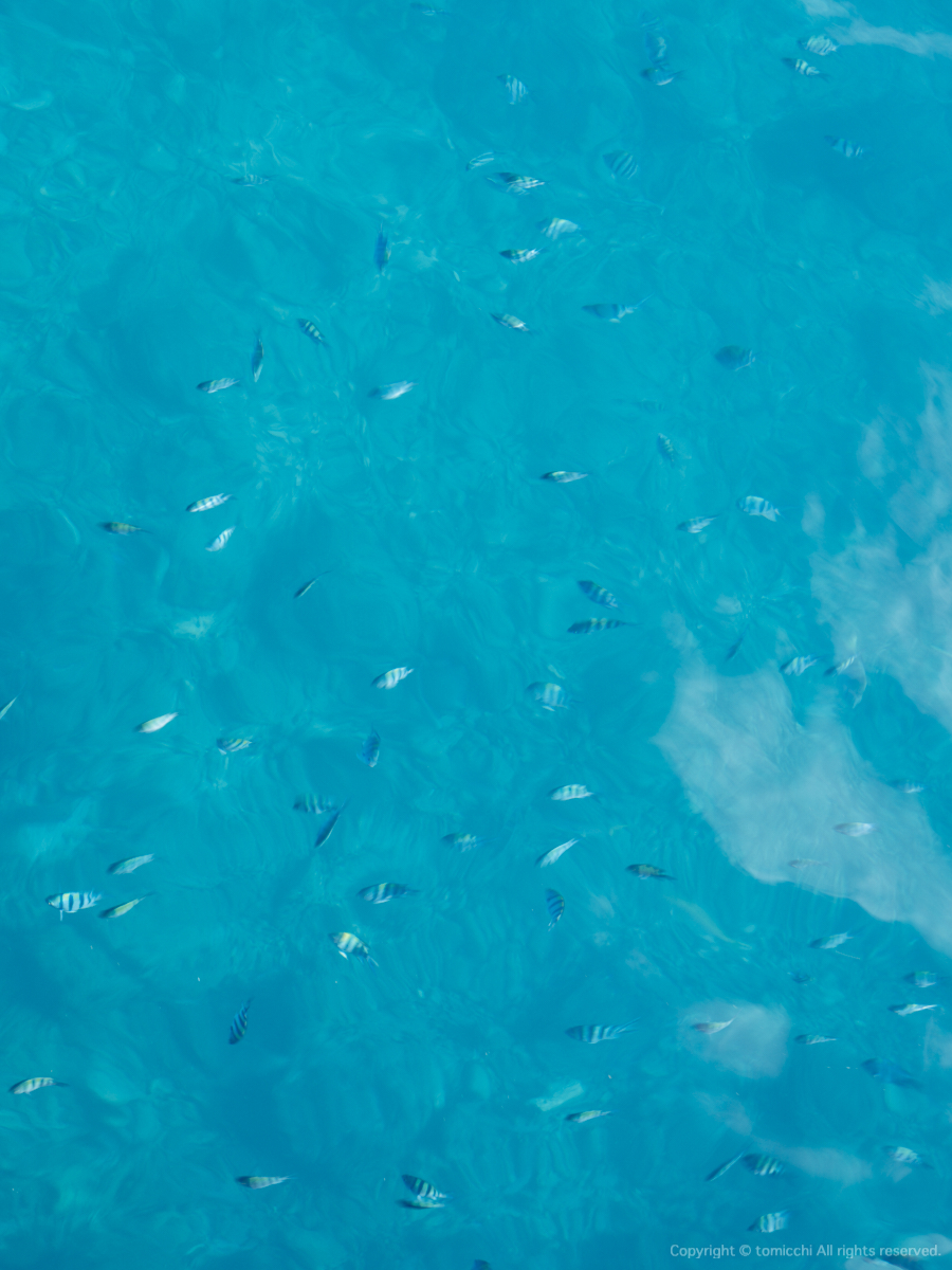 tomicchi1293's tweet photo. 休日の午後は家族で魚釣り(子供たちはスマホゲームに夢中・・)
熱帯魚みたいなカラフルな魚ばかりだけど、おいしいらしい・・
#Taiwan #Kenting #FUJIFILM #GFX100SII #GF3264 #fujifilm_xseries https://t.co/rn0QPnwZ34