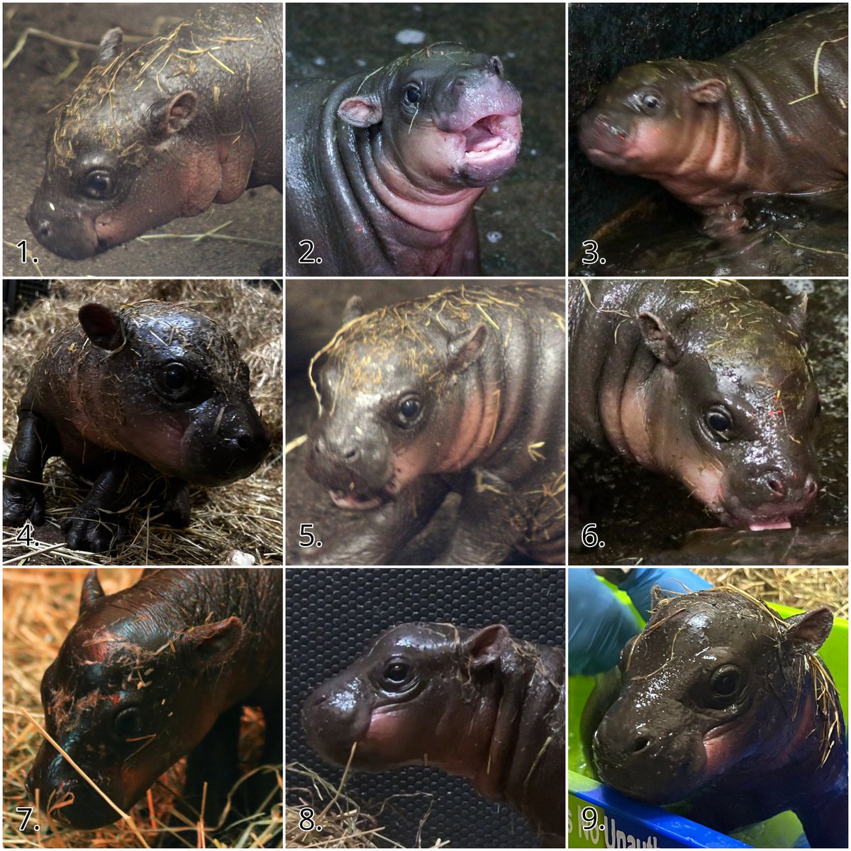 Which Haggis are you today? We're a firm 6 🫠

Don't forget you can now VISIT our tiny Queen. Book online and save 👉 edinburghzoo.org.uk/tickets