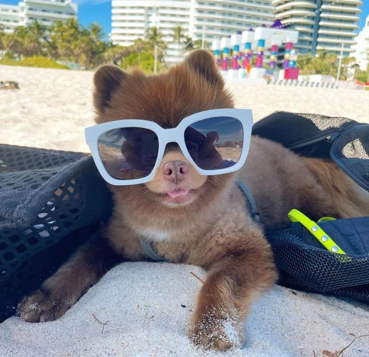BBoscott's tweet photo. @trader1sz Me and $bert just gunna chill until then https://t.co/cpSETrxrYa