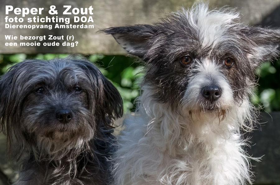 FamilieBofkont's tweet photo. TWEE HONDJES
Wie kan dit hondje nog een gelukkige oude dag bezorgen?
LEES VERDER:
https://t.co/GccAJC5M7q
#hond #hondjes #asiel #doa #bomans #godfriedbomans https://t.co/s2I5haSIAh