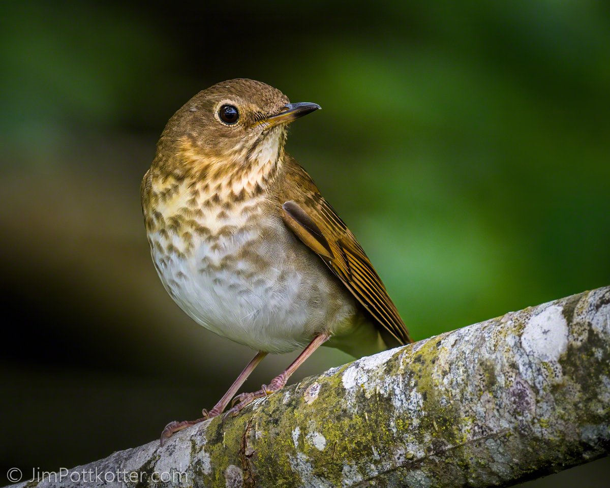 HappyPixr's tweet image. Swainson's Thrush comes in two striking morphs: russet-backed (pictured), commonly found in the Western US, and olive-backed, typically seen in the Eastern US. But they venture far beyond their usual breeding ranges during migration, reaching Central &amp;amp; South America. They also…