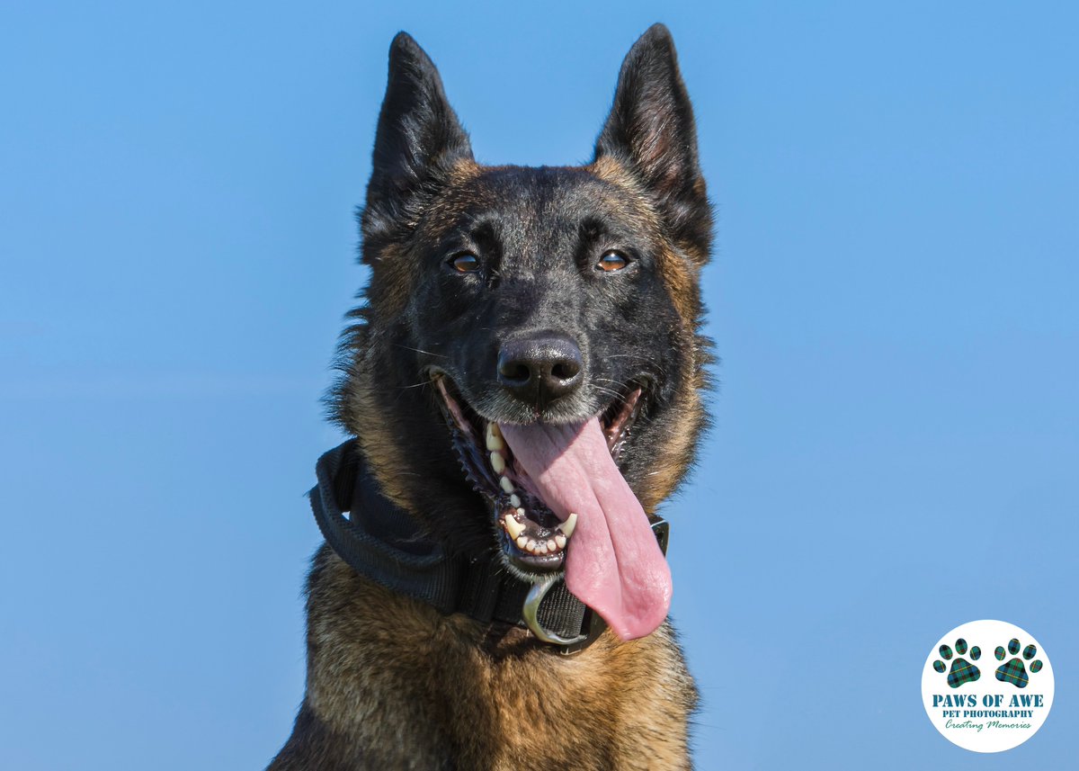 PawsOfAwe's tweet photo. For #InternationalVolunteerDay a huge shout out to the awesome @PBaloo and her equally awesome human @Chappers2013
#dog #petphotographer #dogphotography #dogphotographeruk #pawsofawe #dogs #dogphotographeressex #petphotographeressex #TheBeardyTog #dogphotographer https://t.co/9CIO6n8ctg
