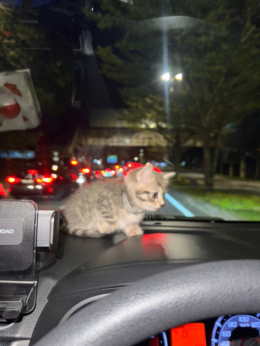 cats_rehome's tweet photo. 📌seremban N9

free adoption ☺️ free dpt mainan2 dia🤍
📌female, 2 bulan (tarikh lahir 17/9)
📌 anak manja, aktif, suka main, makan tk cerewet, boleh makan wetfood.
📌 flea/deworm✅
📌pandai membuang kt litter box
📌nama adik 🌷
📌 belum vaksin lgi.
  
lokasi : seremban s2
 snake feeder ❌

018-3870187