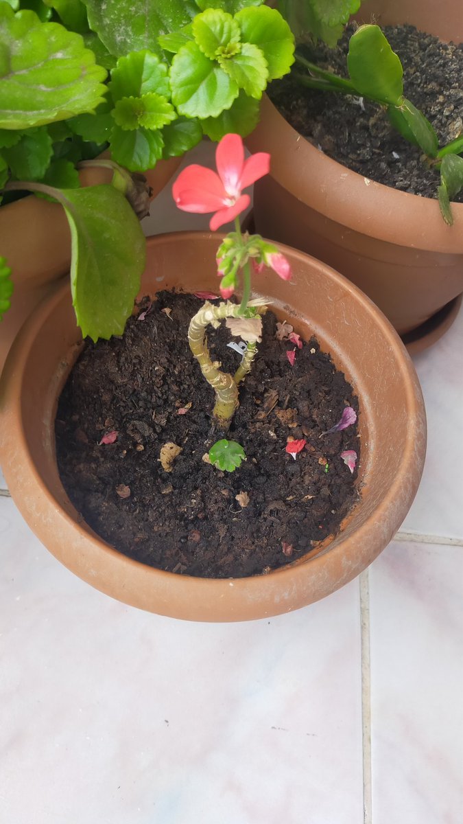 majikalhorse's tweet photo. Başarılı https://t.co/N0sJjqZf1p