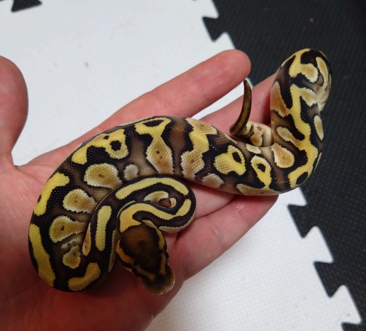 chunky_farm's tweet photo. オレンジドリームバターファイア♀
8000円

ボールパイソン https://t.co/Qpmxk3vAqG