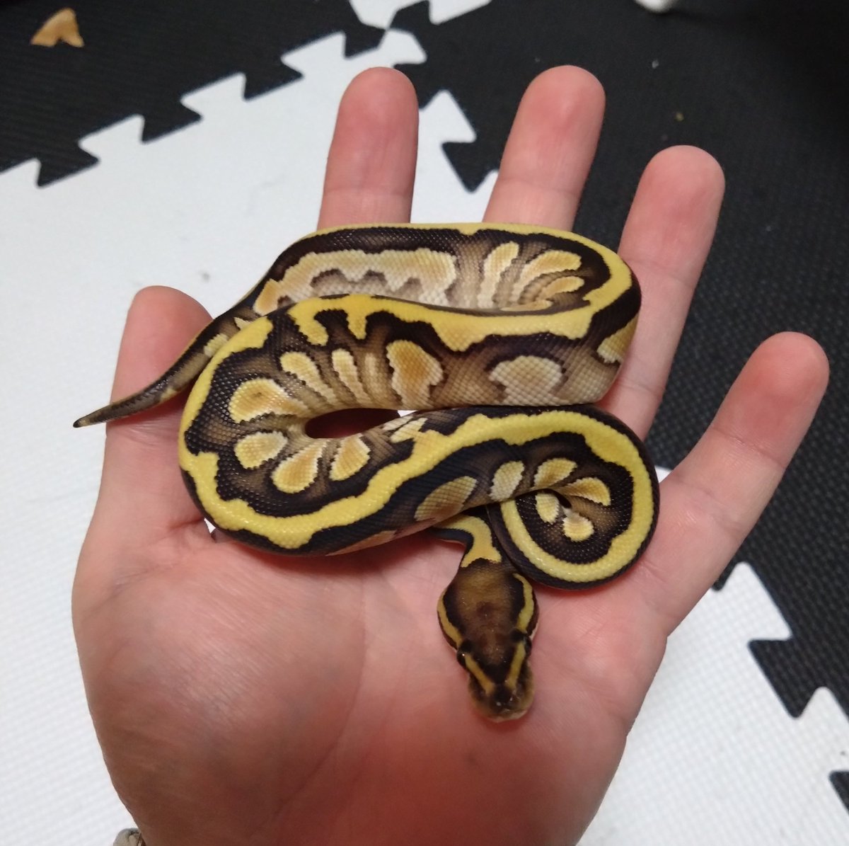 chunky_farm's tweet photo. オレンジドリームバター♀
7000

ボールパイソン https://t.co/lGVLnOEclx