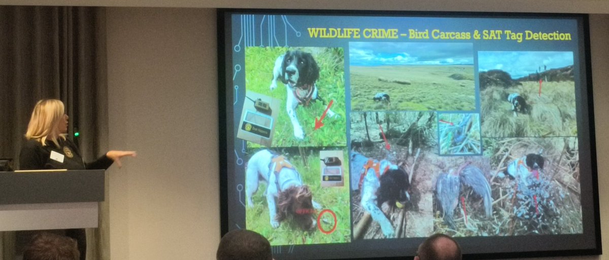 Now hearing how #DetectionDogs <a href="/Vk9consultant/">ConservationK9sUK</a>  is working with #HenHarrier Task Force on #BirdOfPrey Crime. Dogs can find birds, sat tags, poisons, ammo &amp; other items. Dogs have a higher efficiency than human searches, reducing manpower needed. A valuable tool in #WildlifeCrime