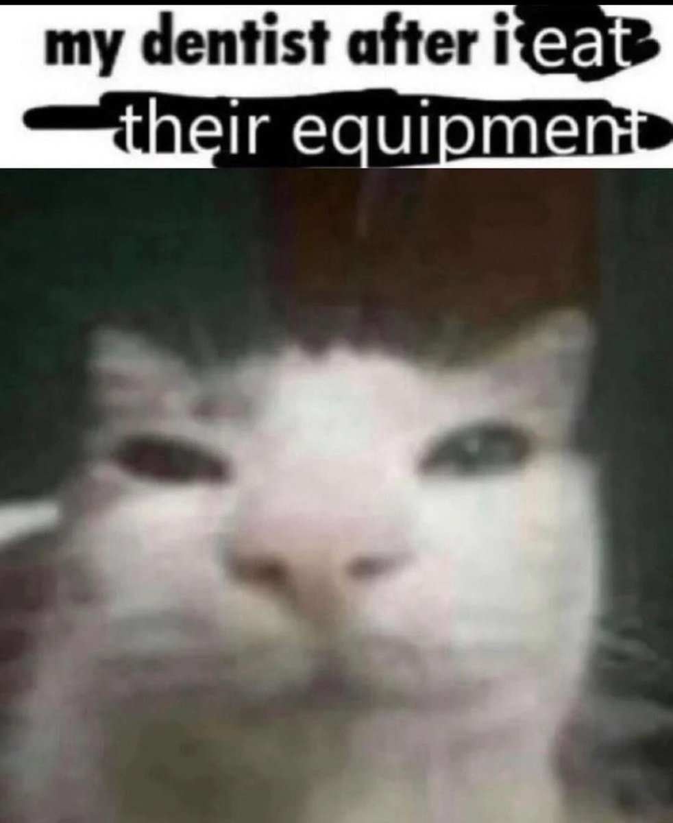 Your Favourite Cat Page tweet media