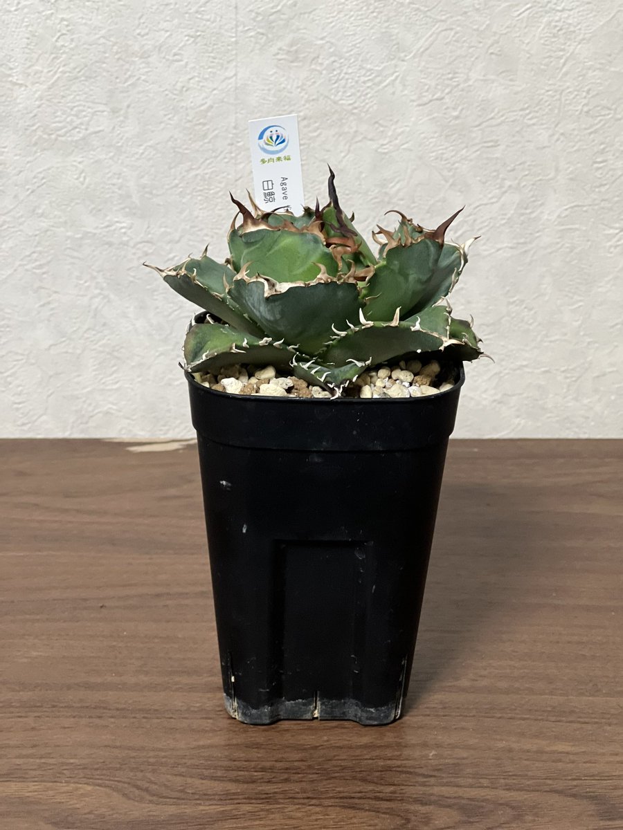 3ヶ月ほど前からアガベと言うモノを
育て始めてみた
カッコえぇ。。。
冬の間塩害撒かれるからバイク乗れんし
ええ趣味見つけたかも笑