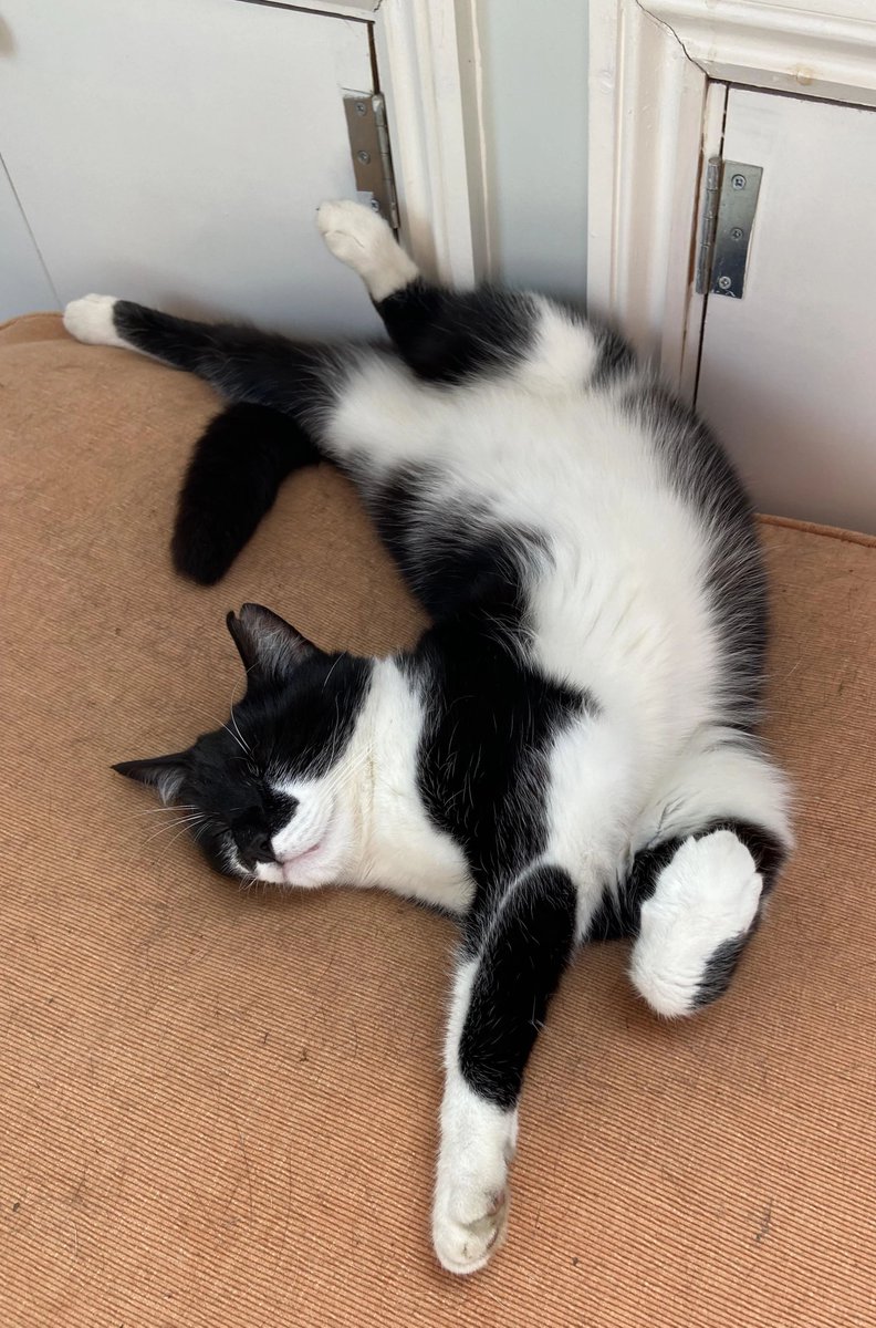 Why you should have a cat tweet media