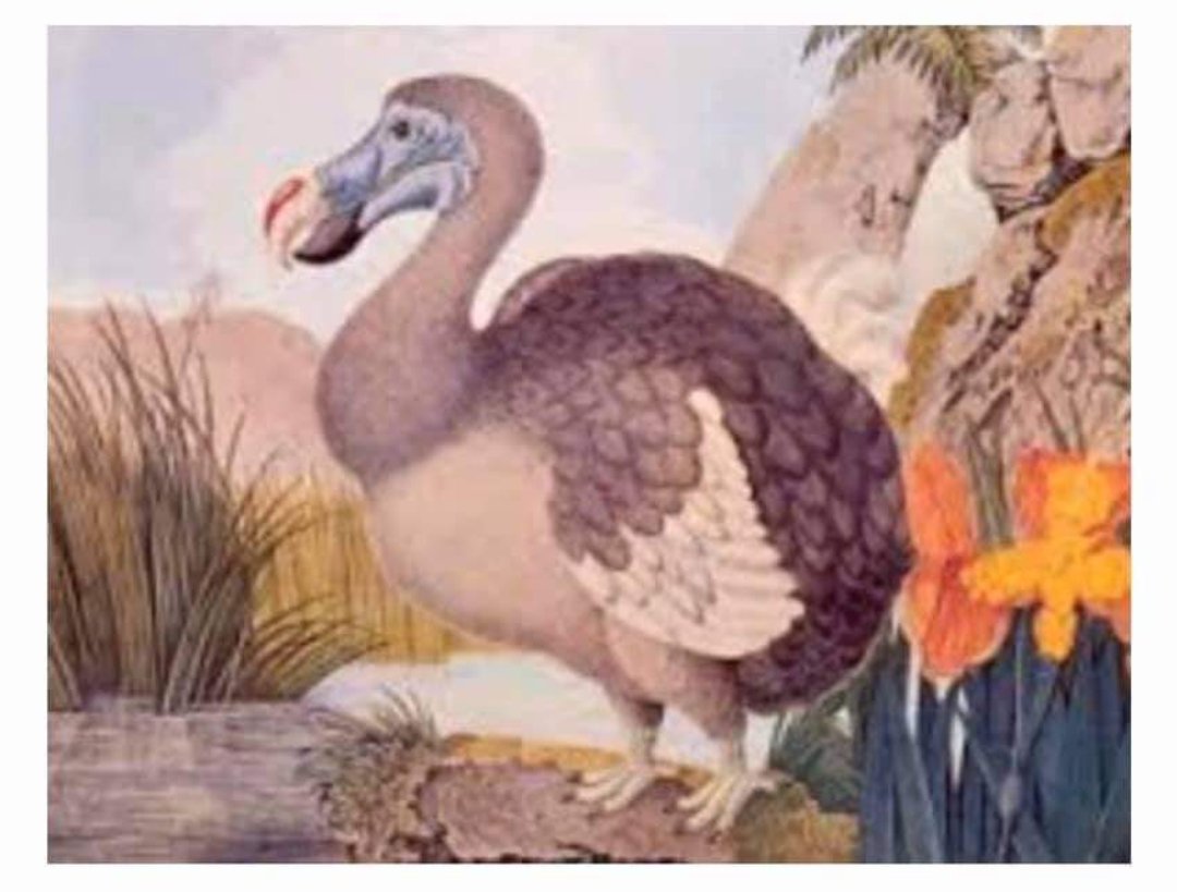 Do you remember this bird? This is Chichidodo in Ayi Kwei Armah's novel, The Beautyful Ones Are Not Yet Born. The bird doesn't eat excreta but it can't survive without maggot.

It reminds me of those who call alcohol 'haram' but think they cannot survive without VAT from alcohol.