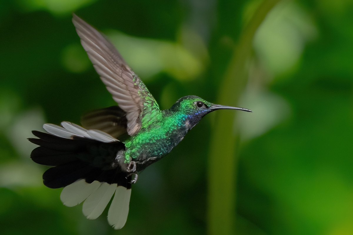 mitoGFP's tweet photo. White-tailed Sabrewing #BirdsSeenIn2024 #birding #BirdTwitter #birdsoftrinidad #BirdsOfTwitter #birdphotography #TrinidadandTobago #Trinidad #visitrinidad #hummingbird https://t.co/AkOSIzL2pW