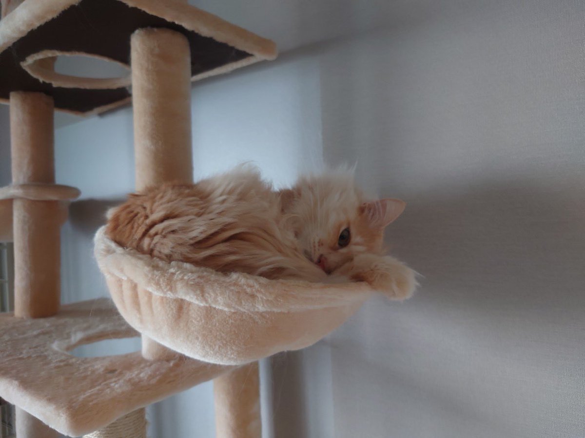 takanashiyuzu's tweet photo. 寝てるフリして飼い主を監視中🐱
#モフ曜日 #ねこかわいいね #家庭用ライオン https://t.co/X77YpKTOyU