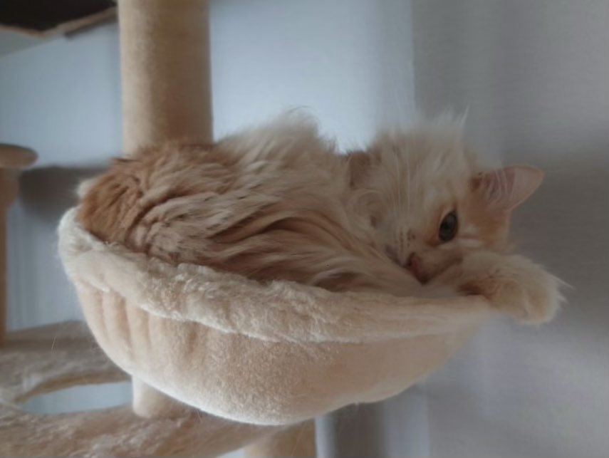 takanashiyuzu's tweet photo. 寝てるフリして飼い主を監視中🐱
#モフ曜日 #ねこかわいいね #家庭用ライオン https://t.co/X77YpKTOyU