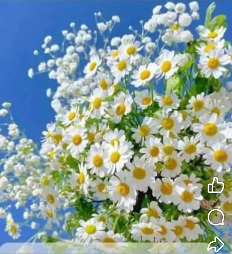 yazaraliaygun's tweet photo. #Babalarımızın #annelerimize uyguladığı şiddeti yaşayarak büyüyen #çocuklar devrinin bitmesi dileğiyle ve çocukların annelerine şiddet uygulandığını bir daha asla görmemesi duasıyla, #kadınlarımızın seçme ve seçilme hakkını elde ettiği bu gün kutlu olsun.👏❤️💐 https://t.co/xKMEandUAx