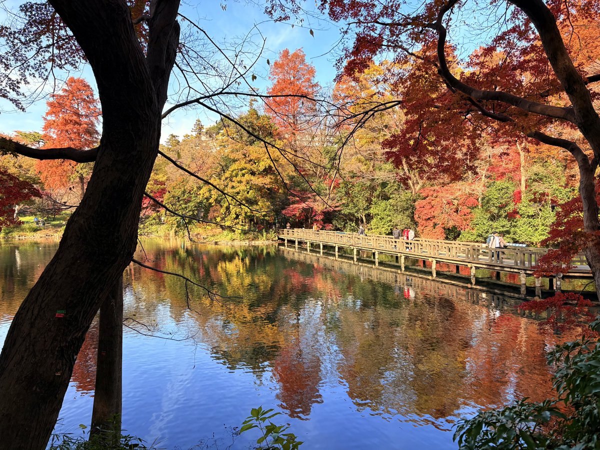 GhibliML's tweet photo. 美術館からの行き帰り、井の頭公園ルートも今のオススメです。

これどこ…！？って聞きたくなる光景が広がっています。 https://t.co/FIrHGt3mfL