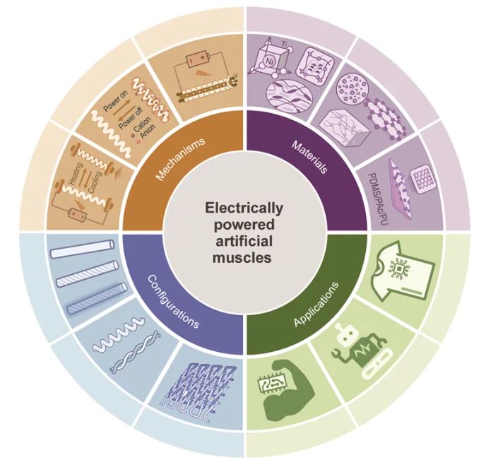 Emerging innovations in electrically powered artificial muscle fibers
doi.org/10.1093/nsr/nw…
<a href="/OxUniPress/">Oxford University Press</a> <a href="/Natl_Sci_Rev/">NSR_Journal</a> <a href="/SciencNews/">Science News</a> <a href="/isciverse/">Top Science</a> <a href="/physorg_com/">Phys.org</a>