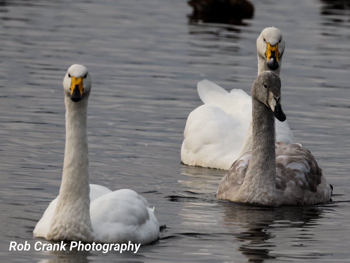 cranky1456's tweet photo. Now it's time for #Trios, #Triplets &amp; #Trebles for #3sDay, so here's a few of them for you to puruse over.
They are trios of Ruff, Whooper Swans &amp; Pintail Ducks, captured at WWT Martin Mere on the 02/12/24.

#TwitterNaturePhotography #TwitterNatureCommunity #NaturePhotography https://t.co/V8KEJfCgIe