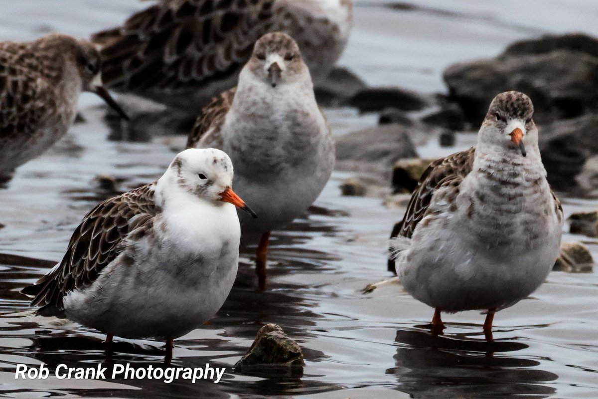 cranky1456's tweet photo. Now it's time for #Trios, #Triplets &amp; #Trebles for #3sDay, so here's a few of them for you to puruse over.
They are trios of Ruff, Whooper Swans &amp; Pintail Ducks, captured at WWT Martin Mere on the 02/12/24.

#TwitterNaturePhotography #TwitterNatureCommunity #NaturePhotography https://t.co/V8KEJfCgIe