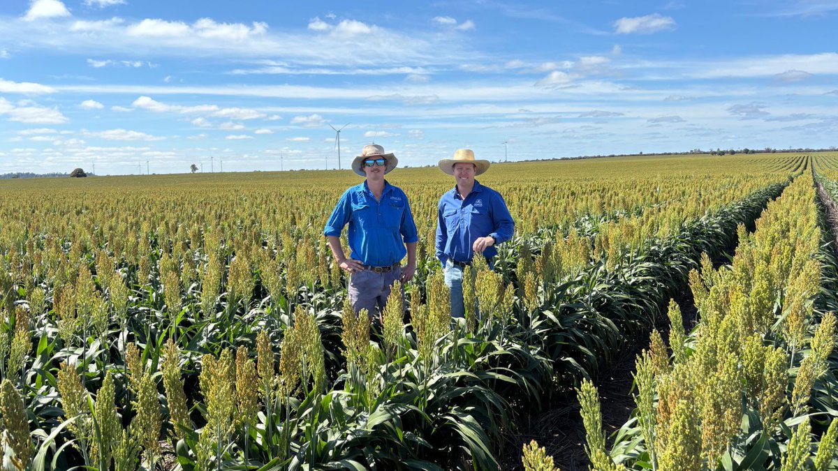 pioneerseedsau's tweet photo. Sam Muller, Farm Manager, Parkinson Bros, inspecting NEW Pioneer grain sorghum hybrid A50 with Chris Rutland, Pioneer® Seeds TSM. This crop is part of a sxs trial at Dulacca QLD. A50 is available commercially in the 2025/26 season. https://t.co/k4NTcSG8nm