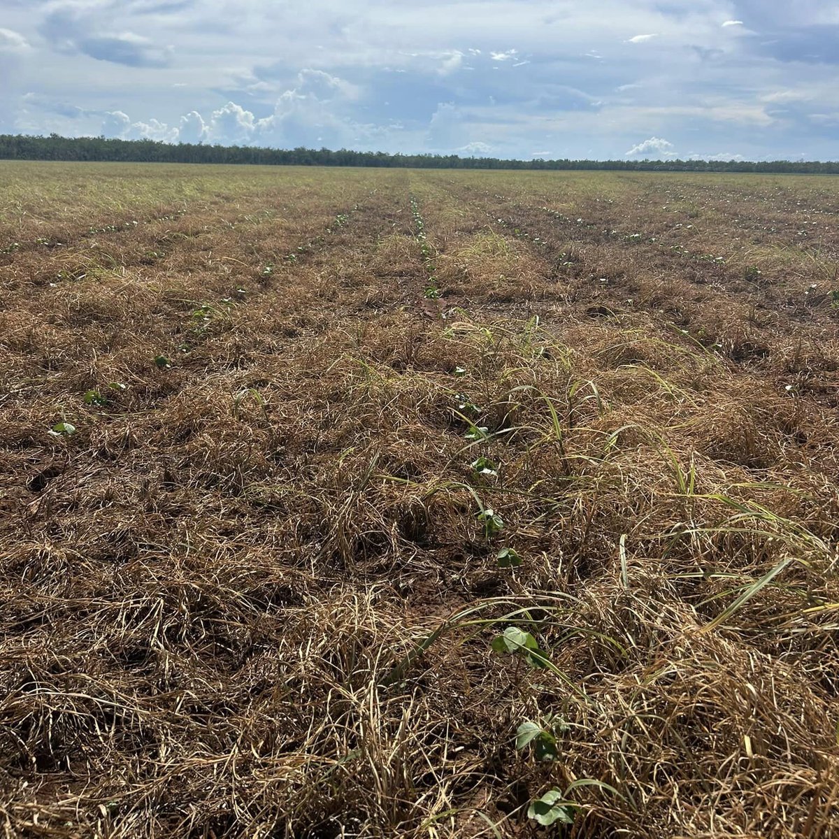 csd_cotton's tweet photo. 2/2 Crops are being planted into good moisture with follow up storms keeping things topped up. Majority of growers will look to start planting mid-late December. π·Image is of Sicot 748B3F under a cover crop #CSDseedingexcellence https://t.co/XaxNk27qk7