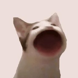 merccuu's tweet photo. #BTC 100k

$POPCAT &amp; $HEHE charts will blow …

cat season has started 🚀🚀 https://t.co/cafFFMrert
