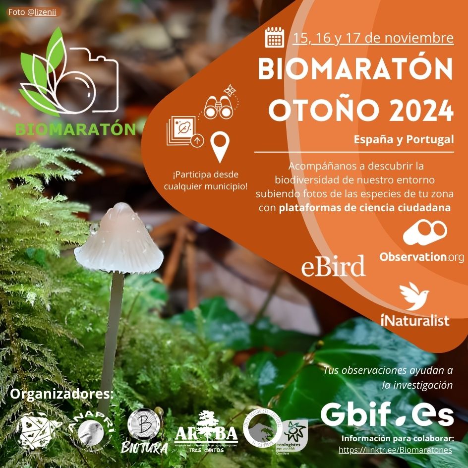 ElGuadarramista's tweet photo. ⏹️ Más de 1⃣8⃣0⃣0⃣ personas participan en la última edición del #Biomaratón de Otoño

Durante su celebración, los participantes registraron más de 22.000 observaciones de 4.000 especies diferentes. (#biodiversidad, #naturaleza)

↪️ https://t.co/X6NJ7FsdWA https://t.co/PzHFNCPeCg
