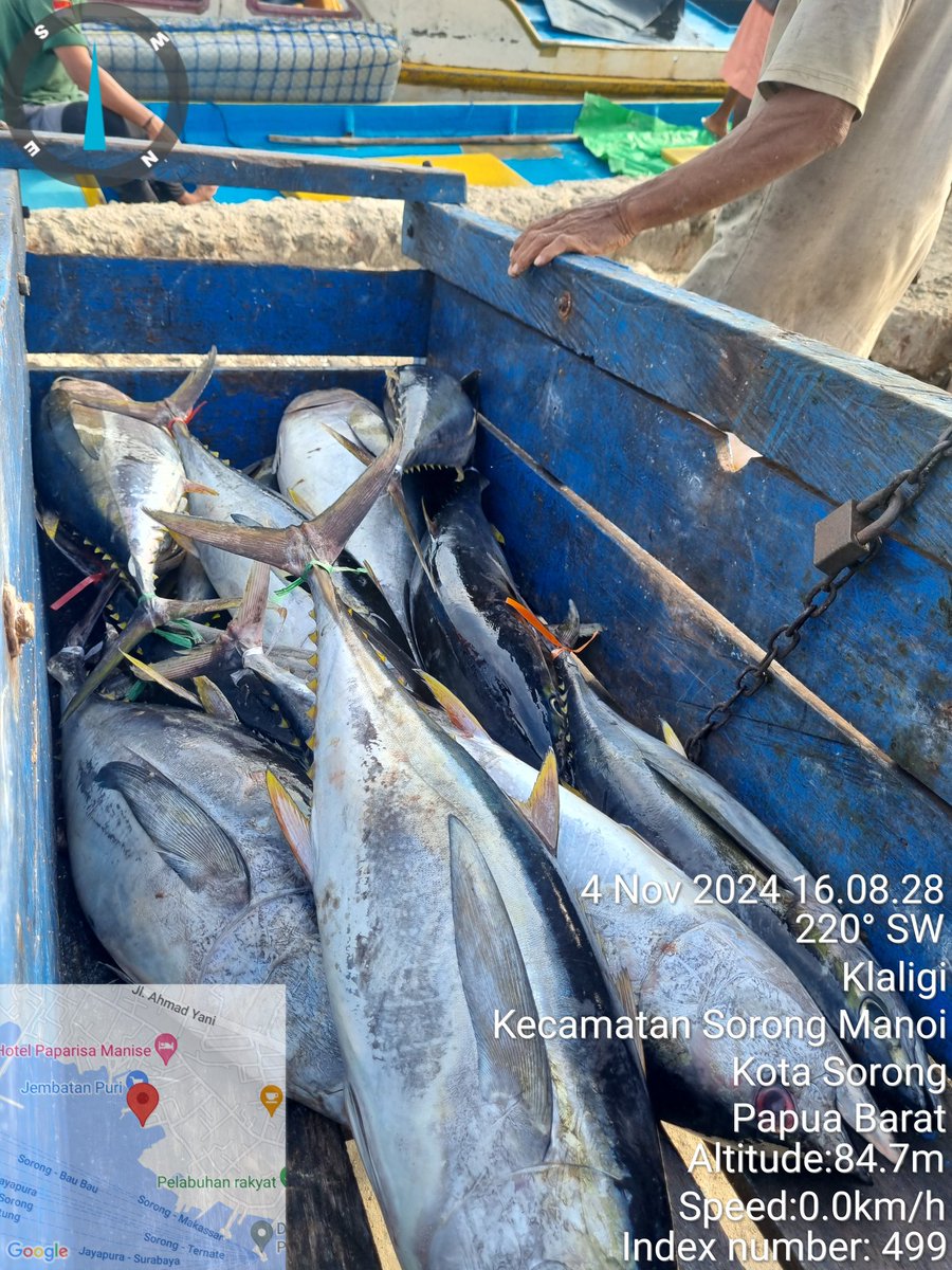 Jean_Voin_'s tweet photo. Kamis (04/11), Jean Voin Pattikawa,S.Pi, luhkan kota Sorong mendata produksi hasil tangkap bpk. La Eru nelayan kel. Soop,Kec. Sorong Kepulauan,  ikan Tuna (yellowfin) sebanyak 87kg  dengan harga jual Rp.40.000/Kg
#GiatLuhkanSatminkalAmbon
#produksi https://t.co/9yc2BYe4qb