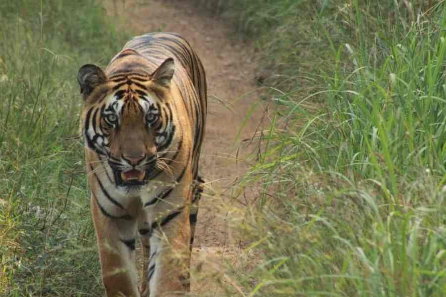 ttindia's tweet photo. Spike in #tiger toll, eye on poachers: 50 per cent rise over previous year’s count
#tigertoll #tigercount
https://t.co/862w5JWS6u https://t.co/Xnepfb0FrG