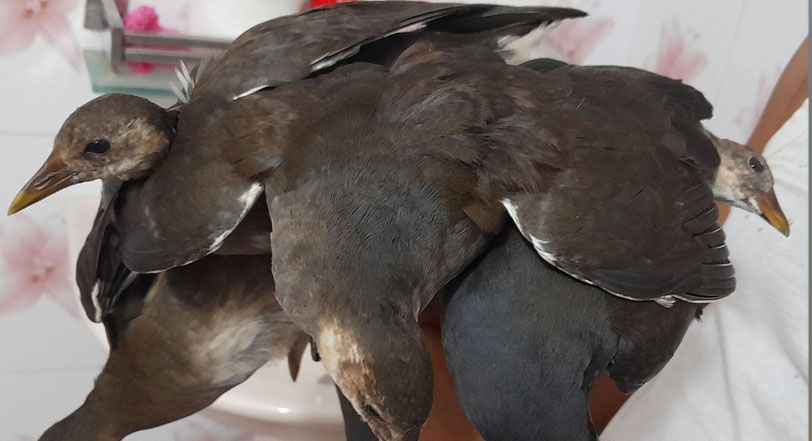 নড়াইলে হালকা শীতের আমেজে দেদারছে বিক্রি হচ্ছে অতিথি পাখি