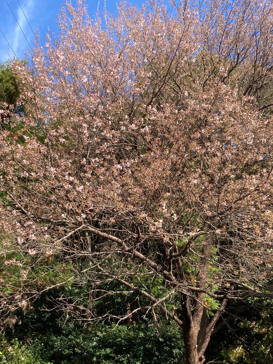高草山 の #ヒマラヤ桜 が咲き始めています🌸 山腹に3本の木があり
