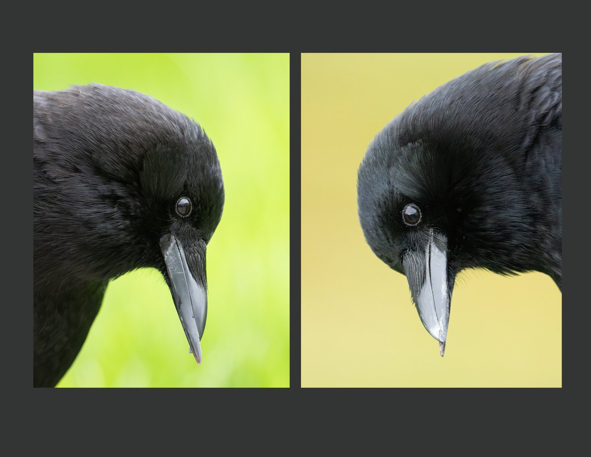 Kris Tsujikawa tweet media