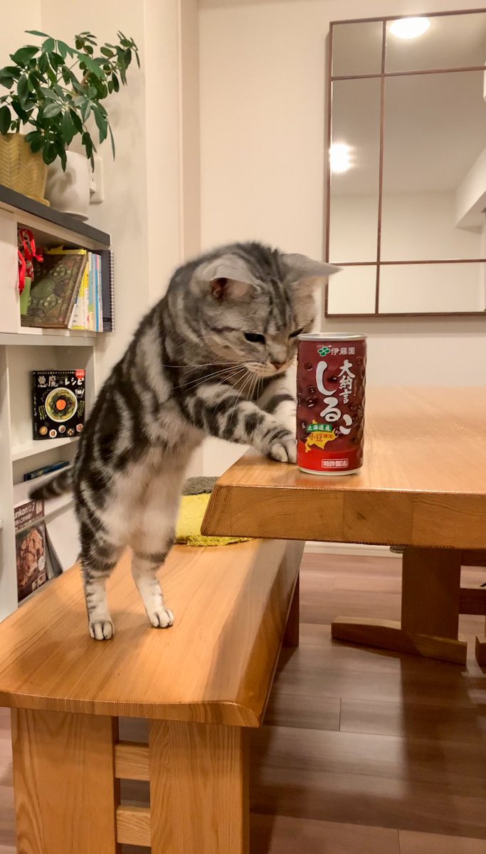 cat_anko3's tweet photo. ねこ「あたたかい飲み物おひとつどうぞ」 https://t.co/nrliSKqYgq