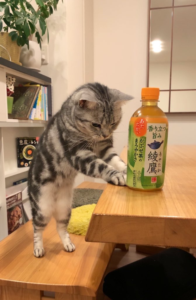 cat_anko3's tweet photo. ねこ「あたたかい飲み物おひとつどうぞ」 https://t.co/nrliSKqYgq