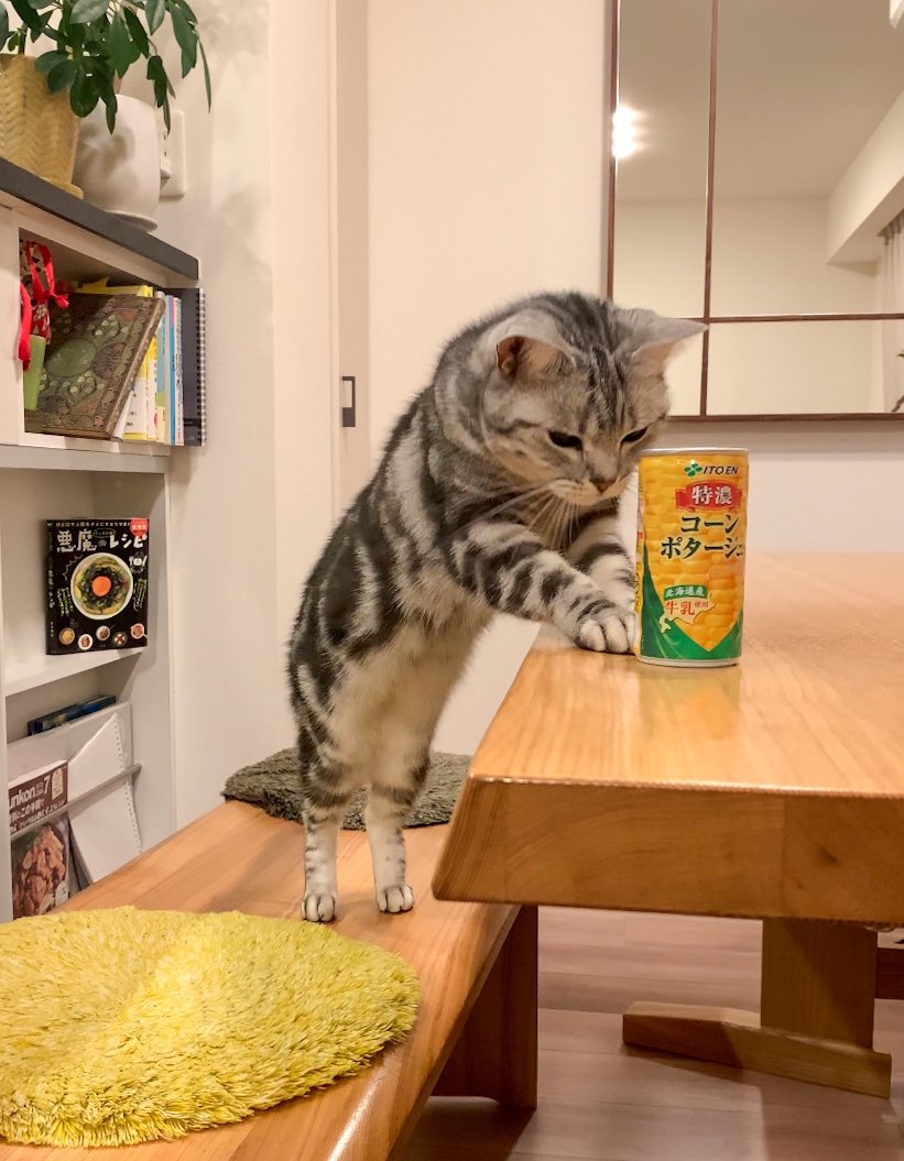 cat_anko3's tweet photo. ねこ「あたたかい飲み物おひとつどうぞ」 https://t.co/nrliSKqYgq