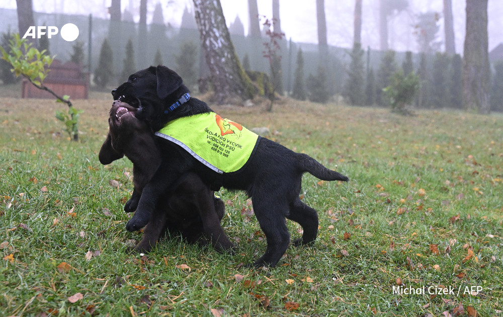 AFP News Agency tweet media