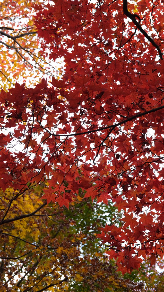 bikeryochan's tweet photo. 久々カメ活&近場ツーリング🏍️📷
紅葉綺麗だった✨
#fujifilmxt30
#yzfr25 https://t.co/y071xFhGQC