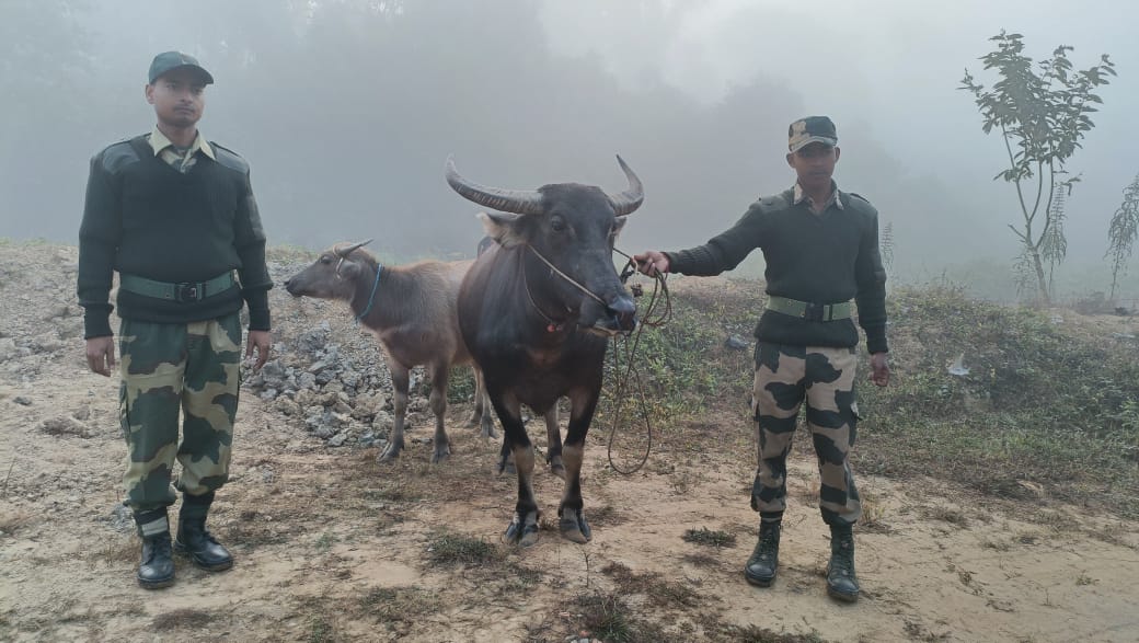 BSF_MizoramCach's tweet photo. Vigilant troops of 134 Bn BSF, Silchar Sector under M&amp;C Frontier #BSF seized 02 cattle from border area of Sribhumi District, Assam meant for smuggling into Bangladesh on 05 Dec 2024.
#AntiSmugglingDrive
#AlertBSF https://t.co/5ibNoVIbWG