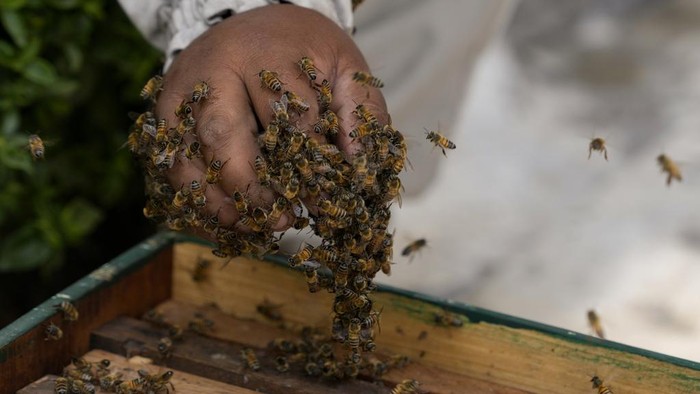 detikfinance's tweet photo. #Foto Potret Profesi Unik Penyelamat Lebah. Ada yang minat bekerja seperti itu juga detikers?

>> https://t.co/RAORFa1teD

Foto: AP/Guadalupe Pardo

#detikfinance #PenyelamatLebah #Profesi https://t.co/IVaeldZuX0