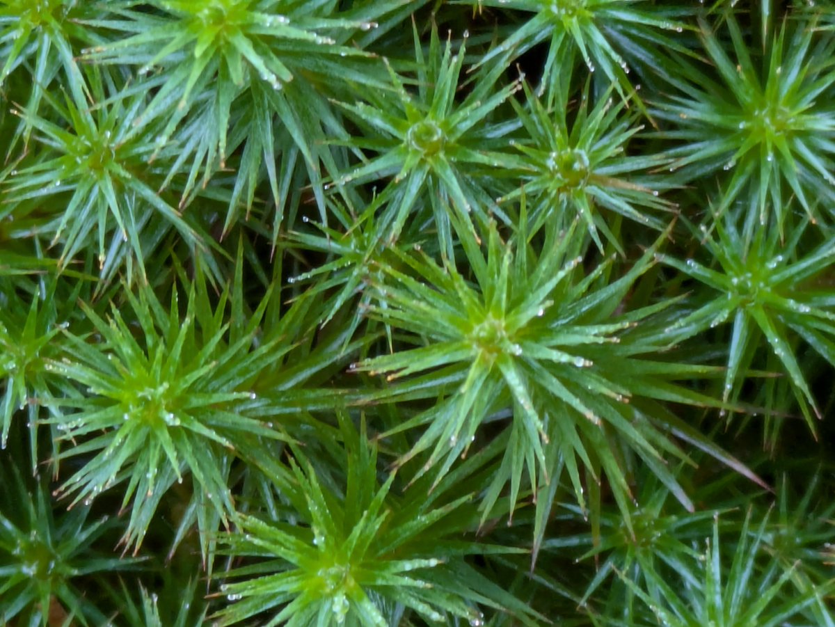 Festive stars 😍 Polytrichum commune is a moss that is often found growing alongside sphagnum in our #peatlands. Unlike sphagnum, it doesn't absorb lots of water and doesn't create #peat forming conditions, but it's still nice to see 😊🌍